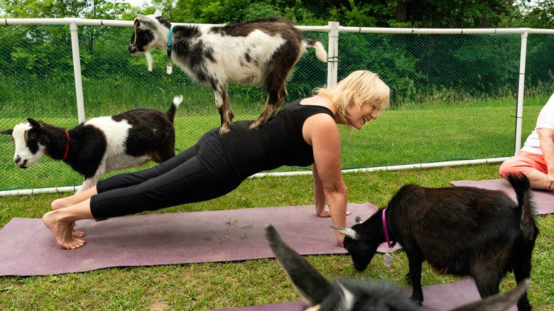 femme participant au yoga avec des chèvres