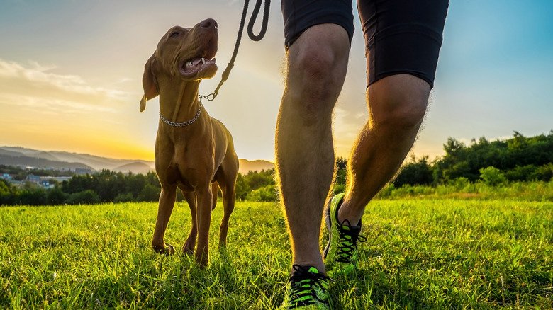 personne promenant un chien à l'extérieur