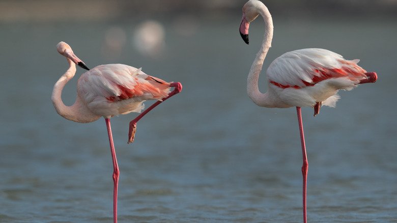 flamants roses