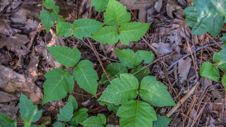 plante de lierre vénéneux