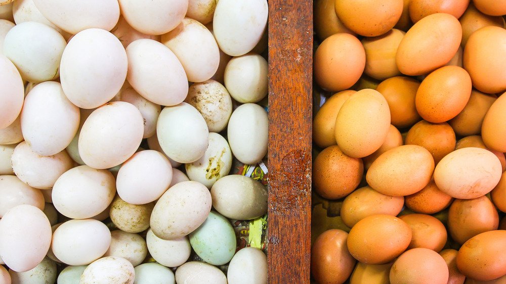 Œufs de canard et œufs de poule séparés par du blanc et du brun