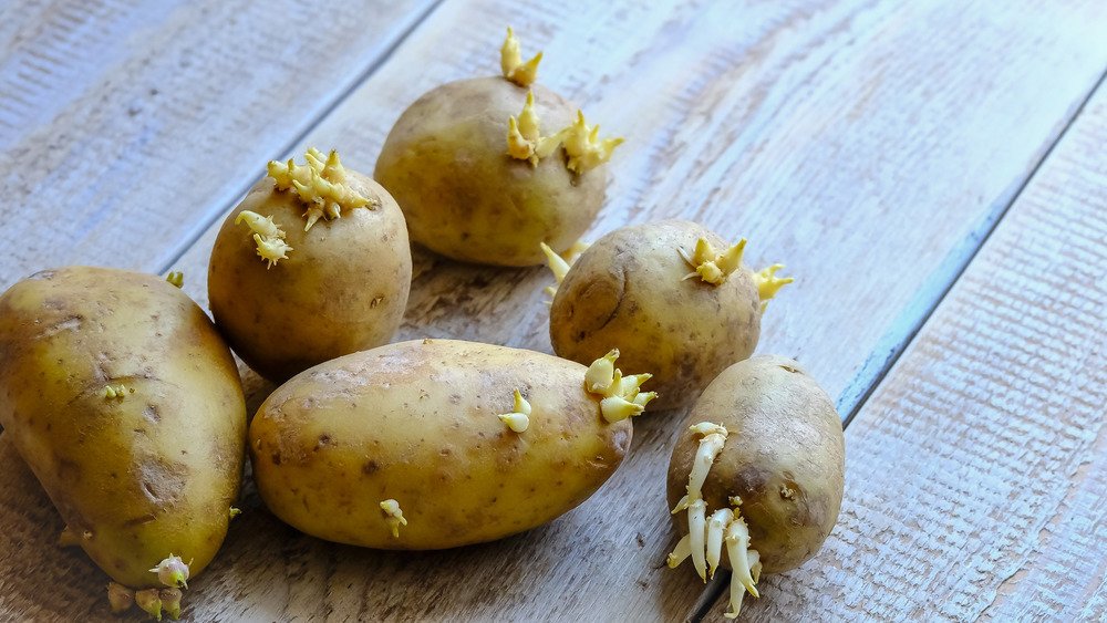 Pommes de terre avec pousses sur table en bois