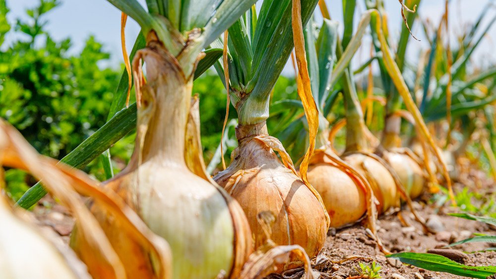 Plantes d'oignon poussant dans un champ de jardin