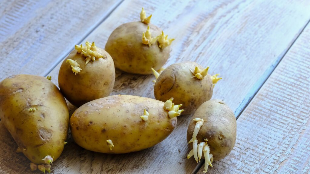 Pourquoi vous devriez y réfléchir à deux fois avant de manger des pommes de terre germées