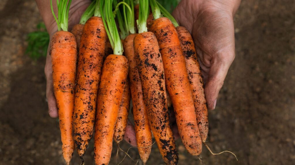 De quelle quantité de vitamine A avez-vous réellement besoin chaque jour ?