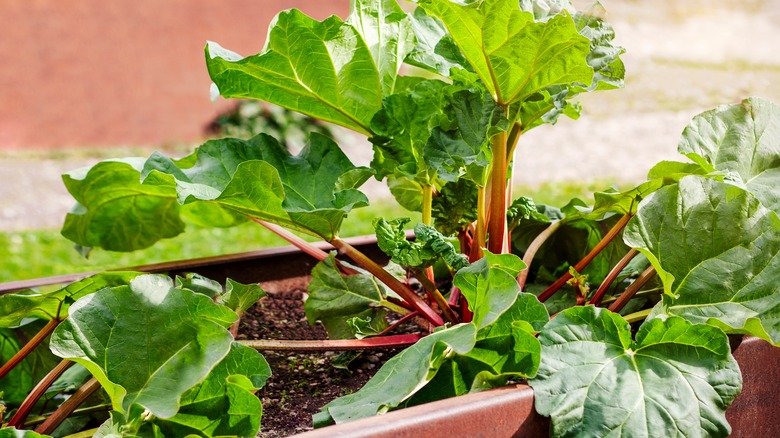 Rhubarbe poussant dans le jardin