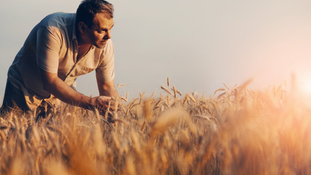 cultivateur de pousses de blé