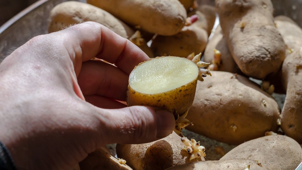 Main tenant une pomme de terre germée fraîchement coupée, d'autres pommes de terre germées en arrière-plan