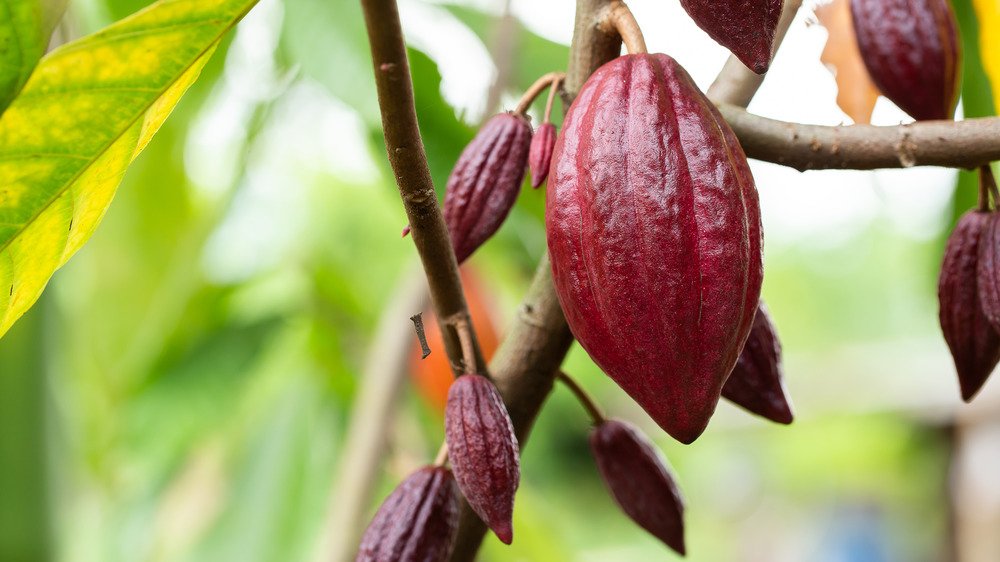 Les cacaoyers dans la nature